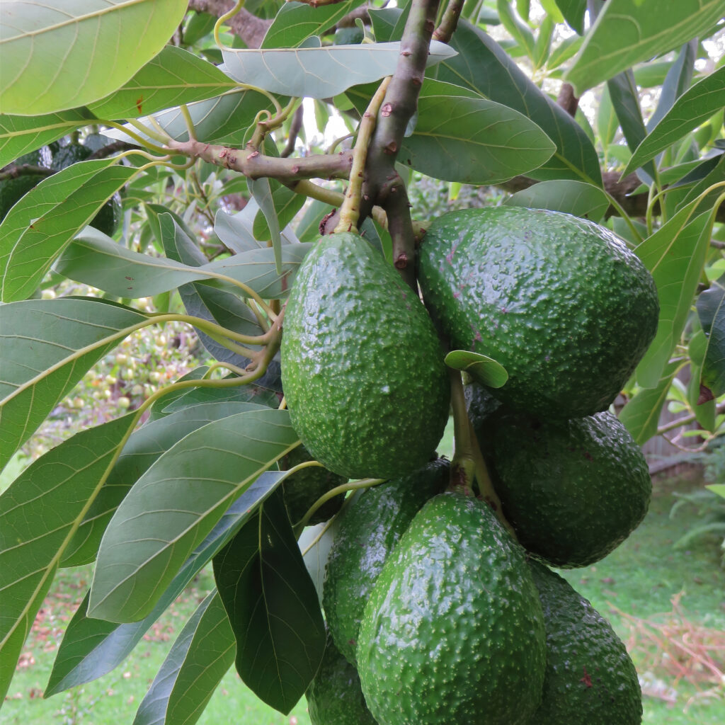 Avocado also refers to the Avocado tree's fruit, which is botanically a large berry containing a single seed.